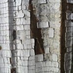 Alligatoring Paint