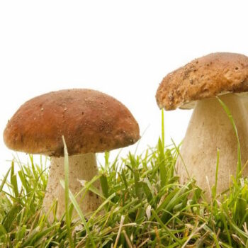 5 Steps to Prevent The Mushroom Effect