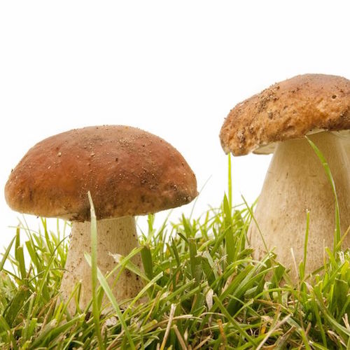 5 Steps to Prevent The Mushroom Effect