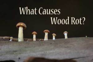what causes wood rot