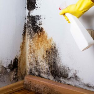 How To: Get Rid of Mold and Mildew