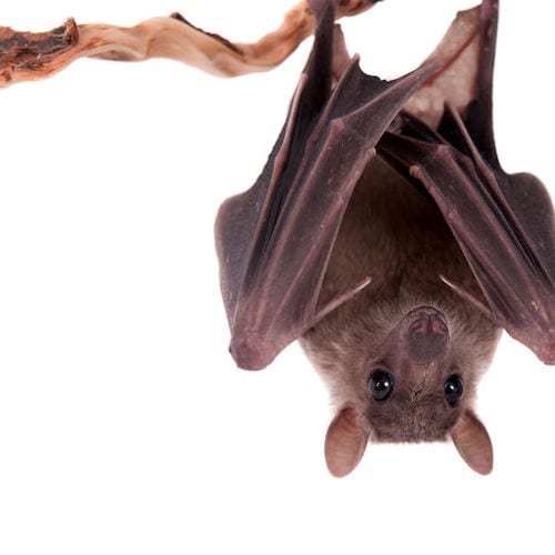 How To: Get Rid of Bats | The Craftsman Blog