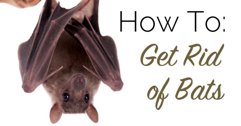 bat removal - The Craftsman Blog