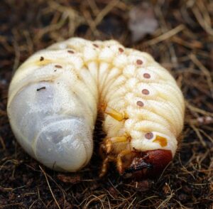 Image of grub worms, Coconut rhinoceros beetle (Oryctes rhinoceros ...