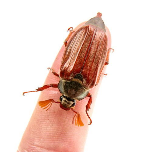 june bug eggs