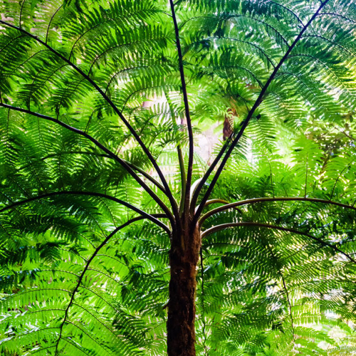 Australian Tree Fern