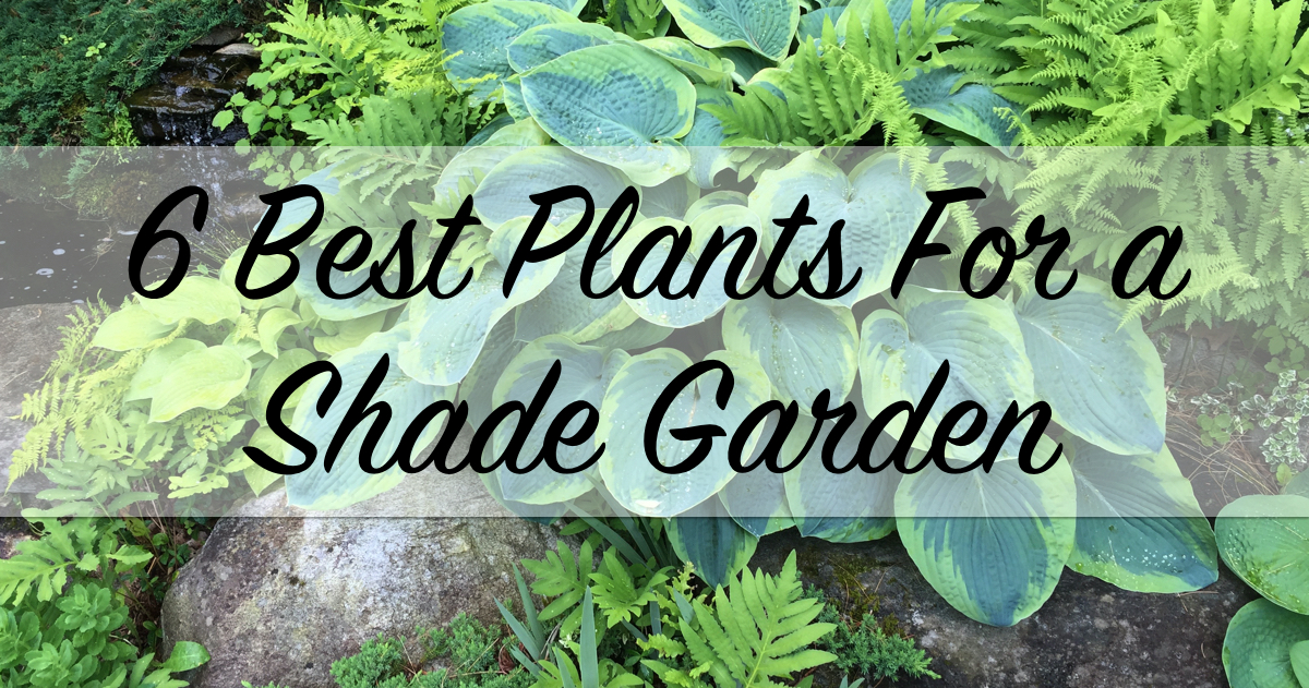 6 Best Plants for a Shade Garden - The Craftsman Blog