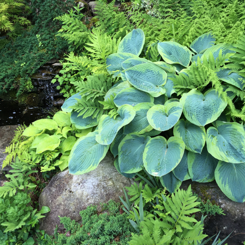 best plants for a shade garden