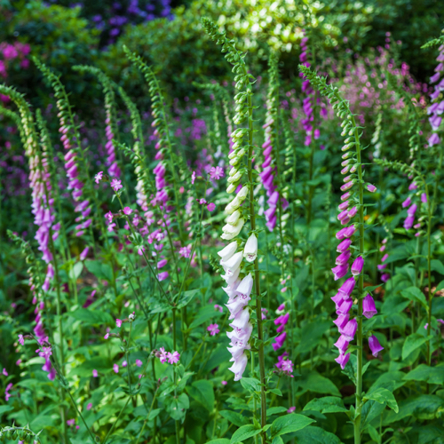 foxglove shade garden flower