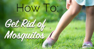 get rid of mosquitos
