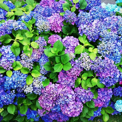 hydrangeas