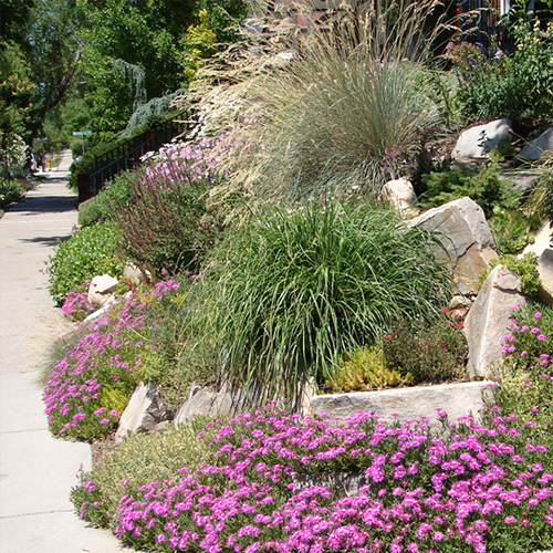 What is Xeriscaping