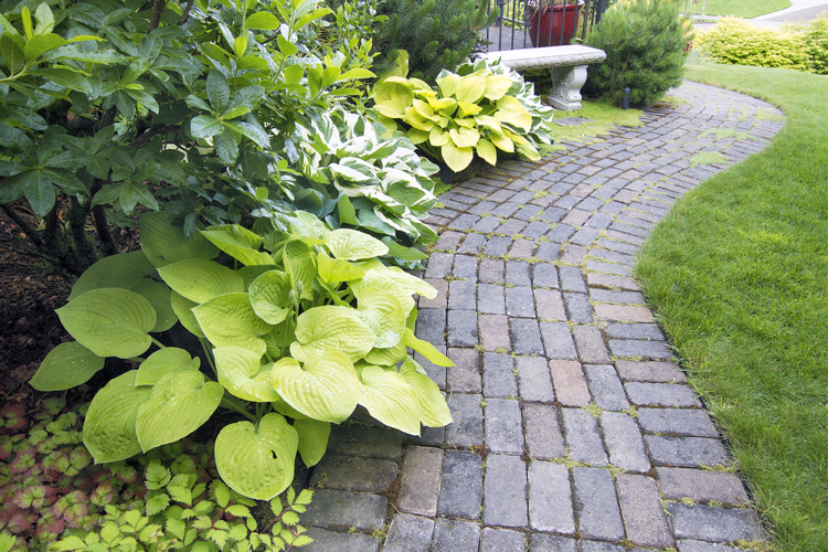 hostas varieties