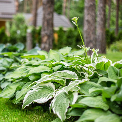 caring for hostas