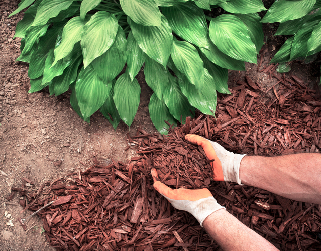 mulch for hostas