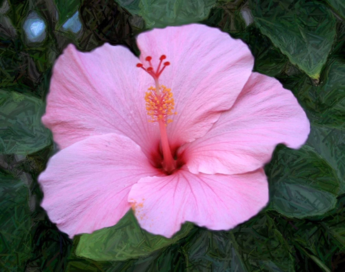 hibiscus blossom