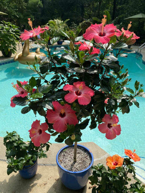 potted hibiscus