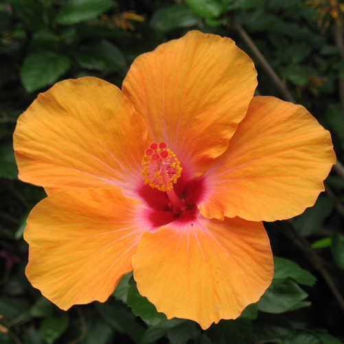 tropical hibiscus