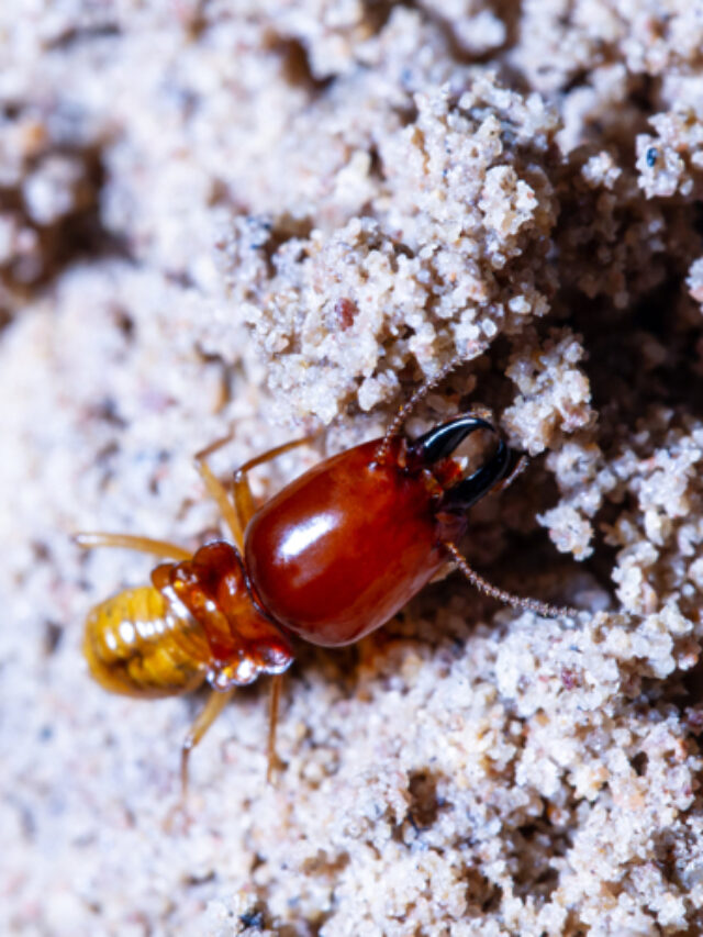 How To Spot Treat Termites