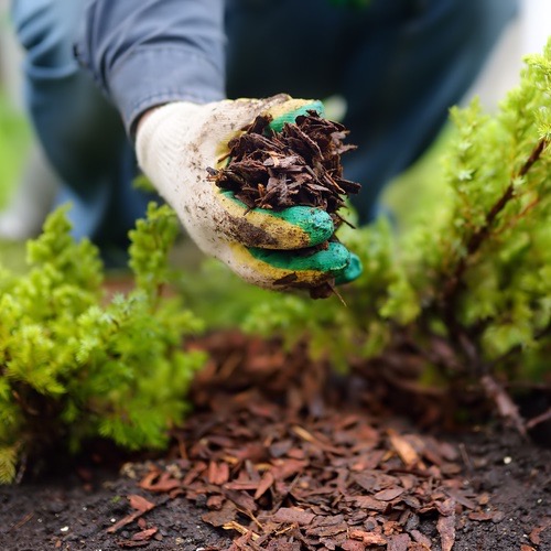 reasons you need more mulch